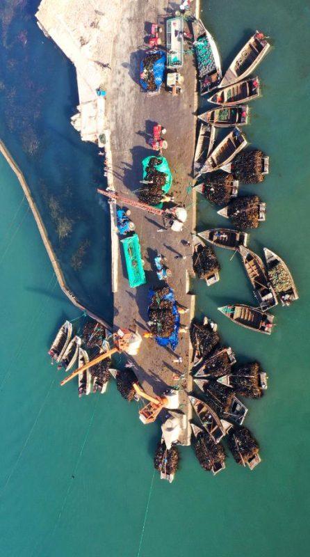▲图为2019年5月，山东省荣成市东部沿海一处码头，工人正在吊装、转运海带。来源：新华社